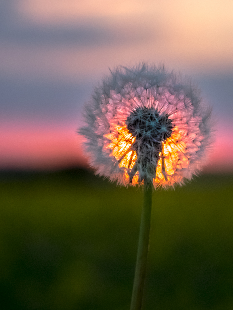 Pusteblume