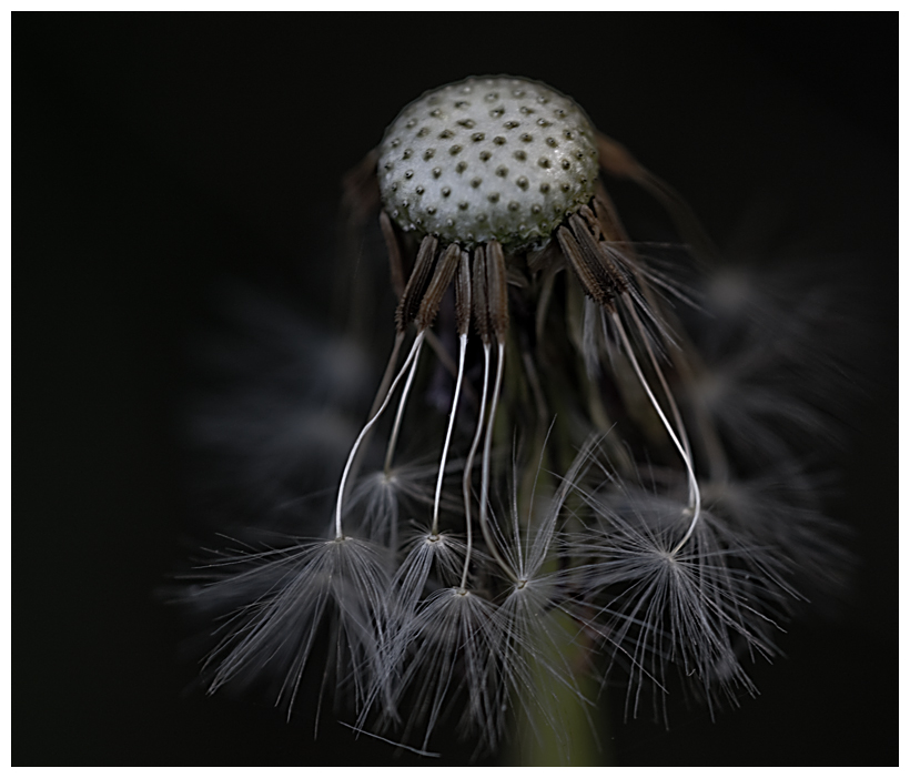 Pusteblume...