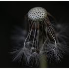 Pusteblume...