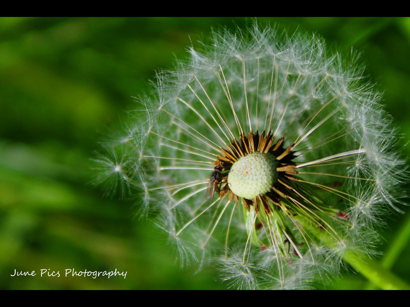 Pusteblume