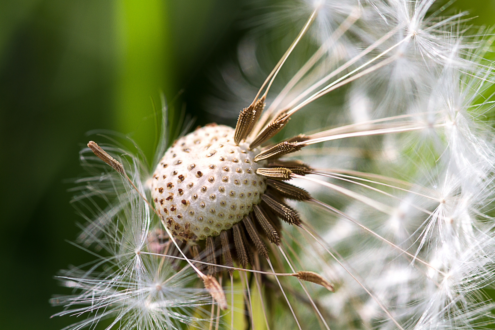 Pusteblume