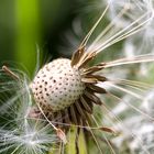 Pusteblume