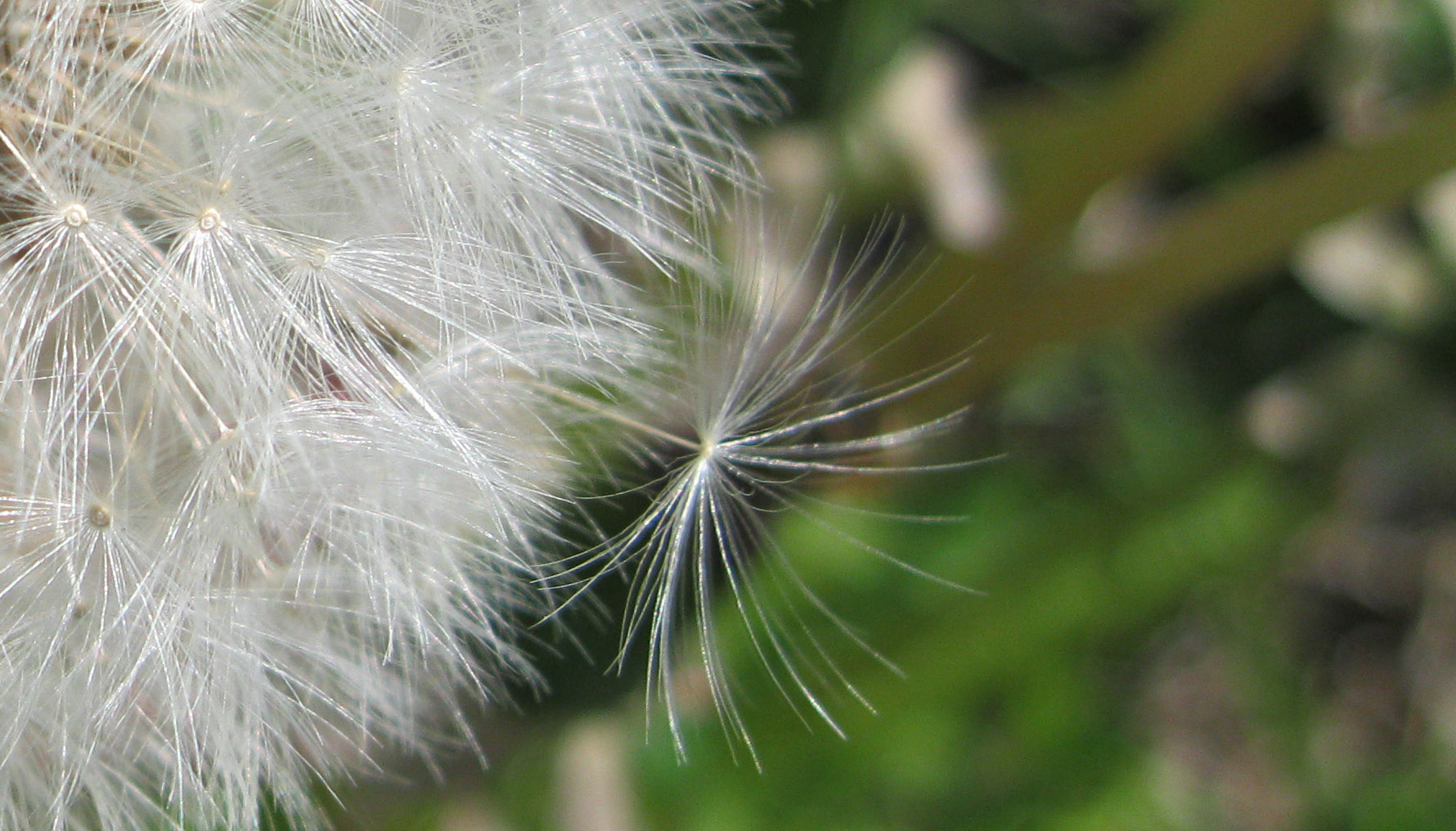 Pusteblume