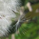 Pusteblume