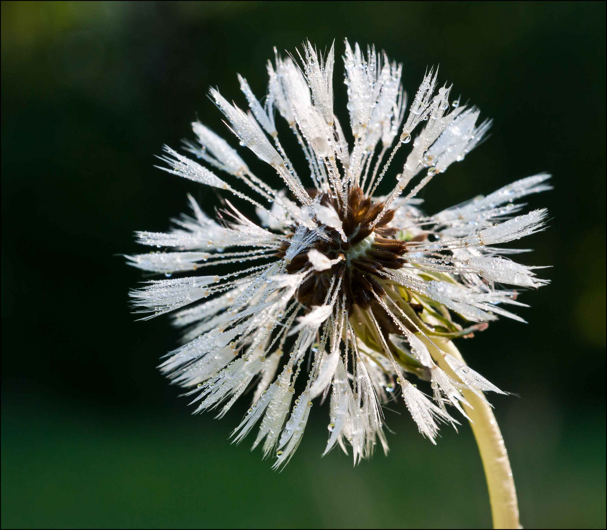 Pusteblume