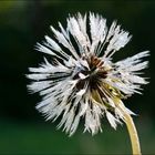 Pusteblume