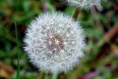 Pusteblume