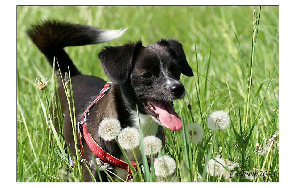 Pusteblume