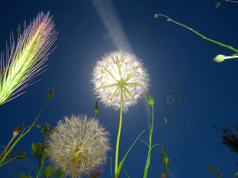 Pusteblume