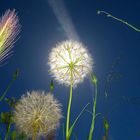 Pusteblume