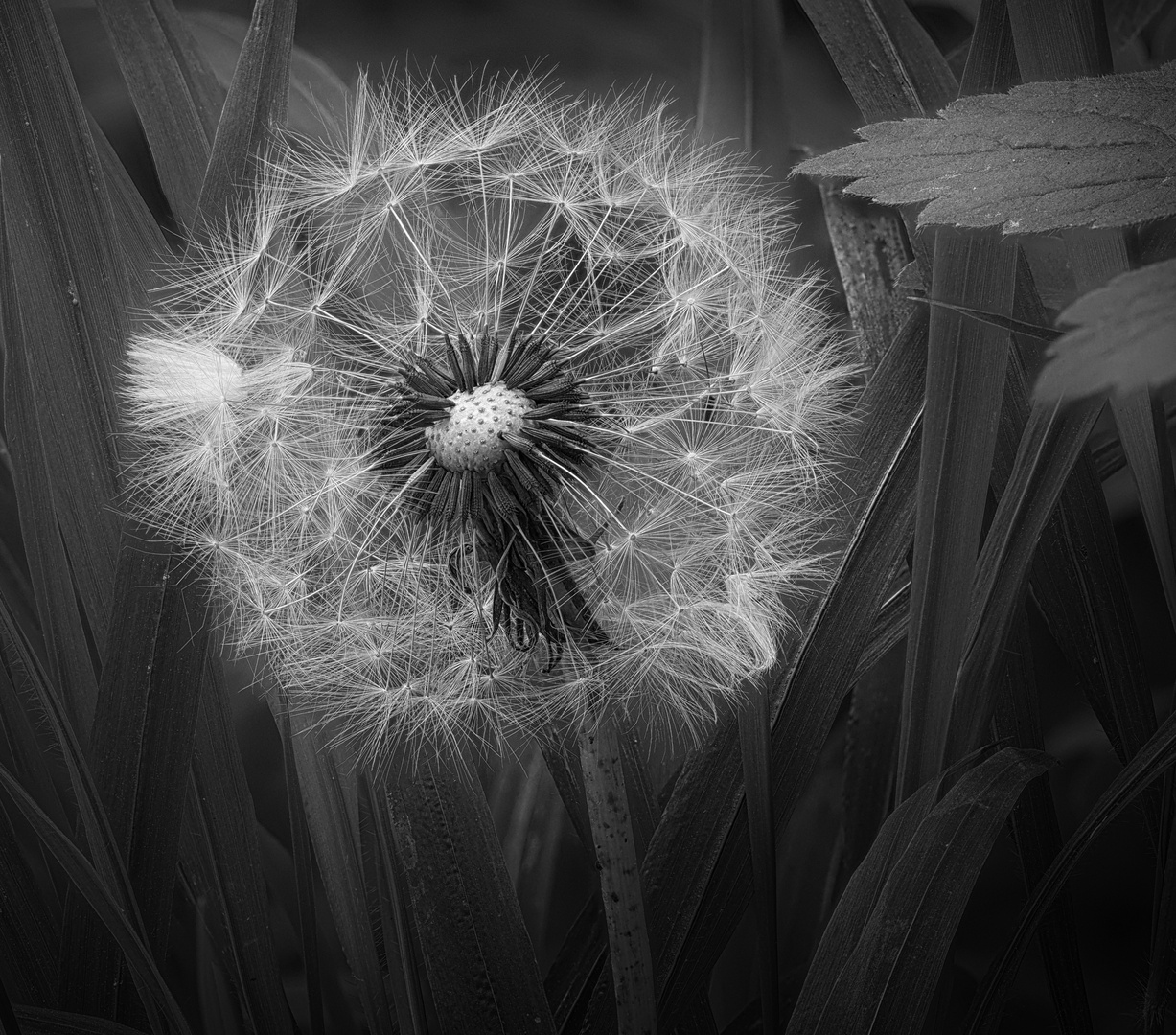 " Pusteblume "