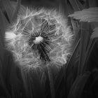 " Pusteblume "