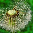 Pusteblume