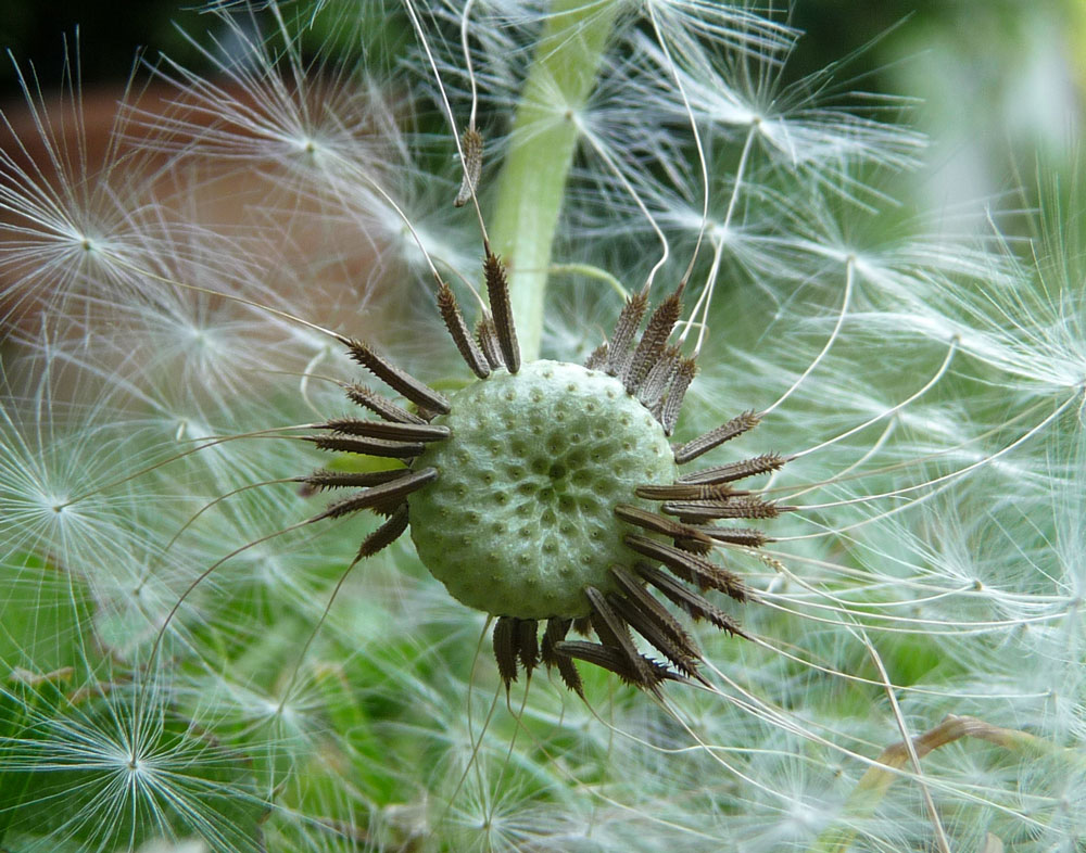 Pusteblume