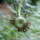 Pusteblume