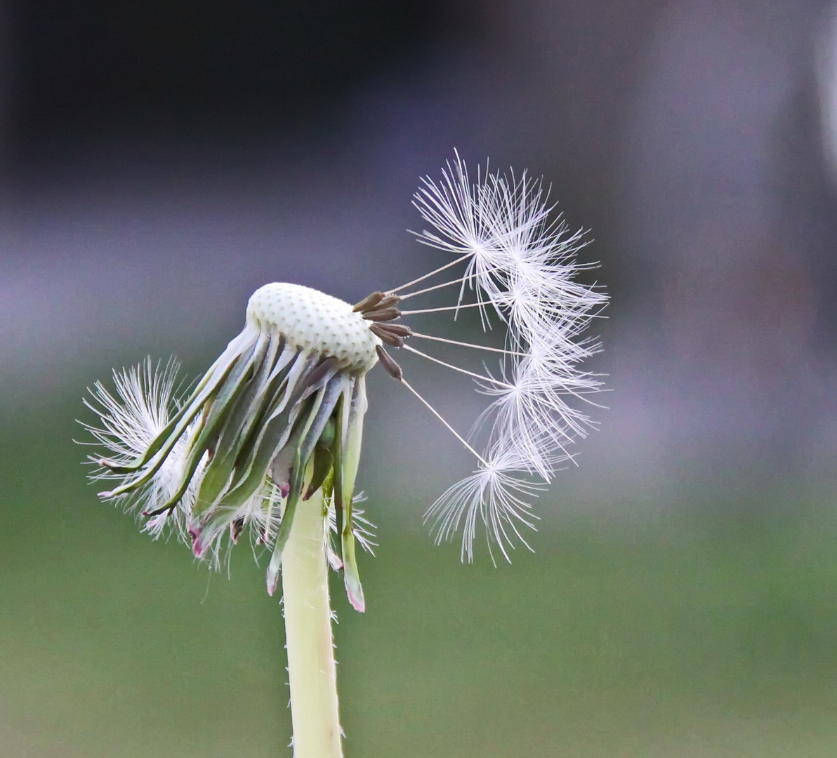 Pusteblume