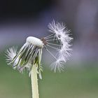 Pusteblume