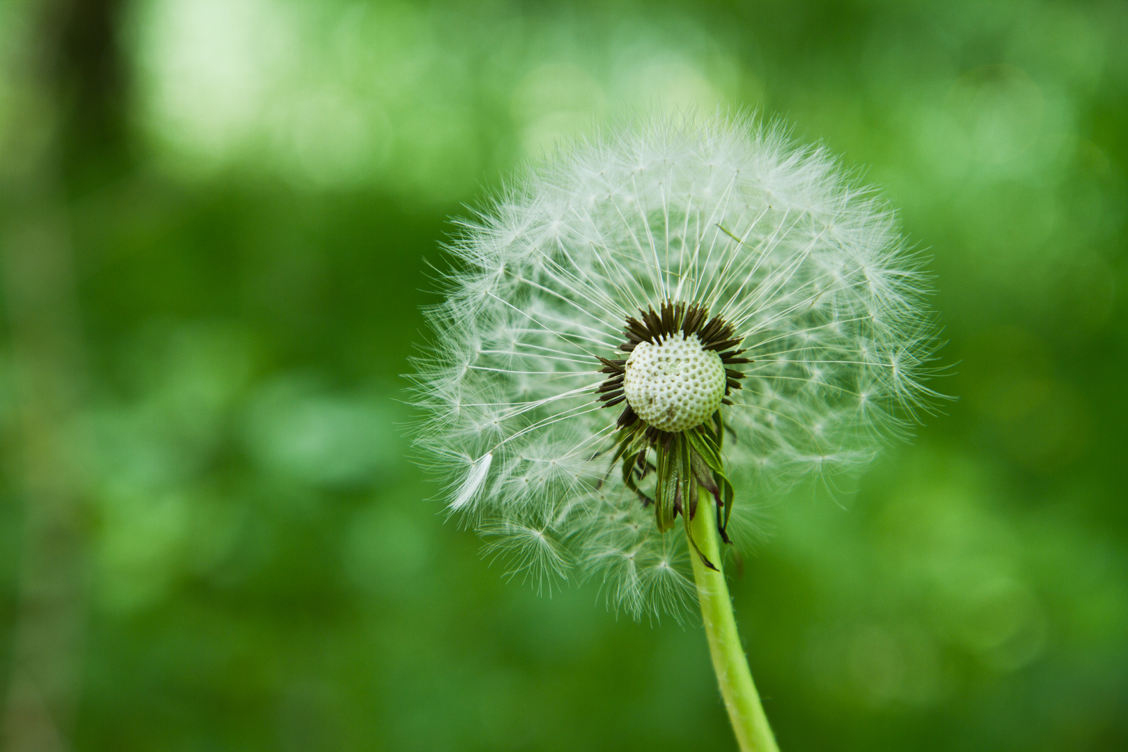 Pusteblume