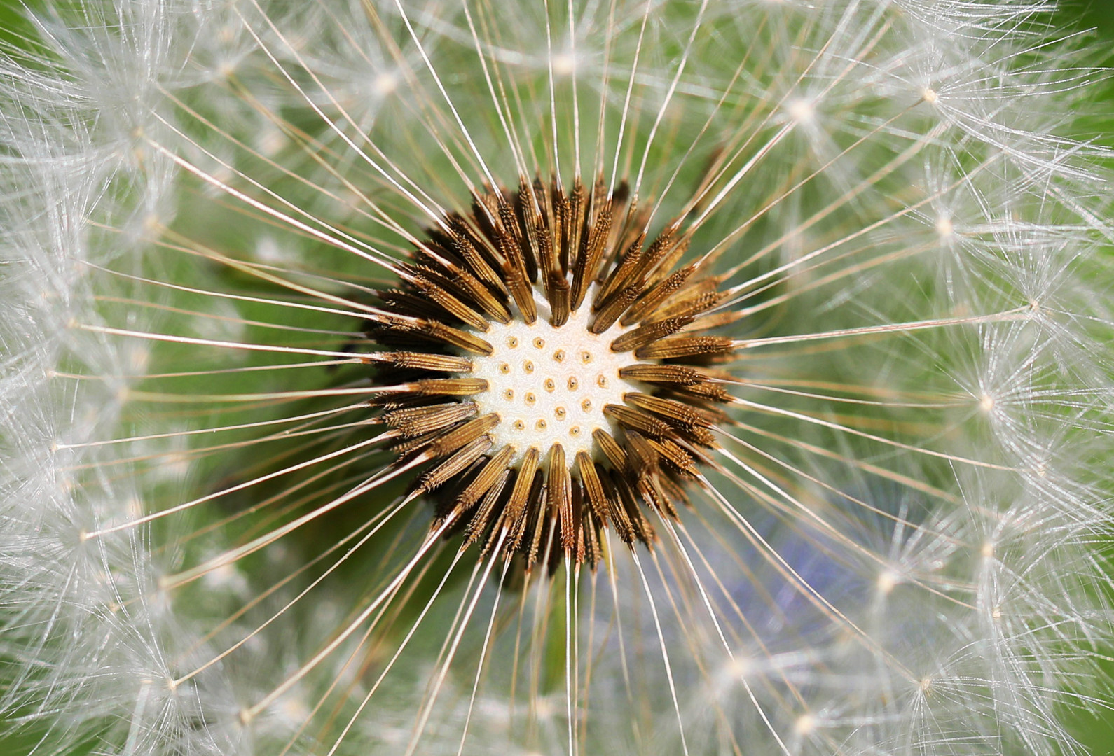 Pusteblume