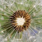 Pusteblume