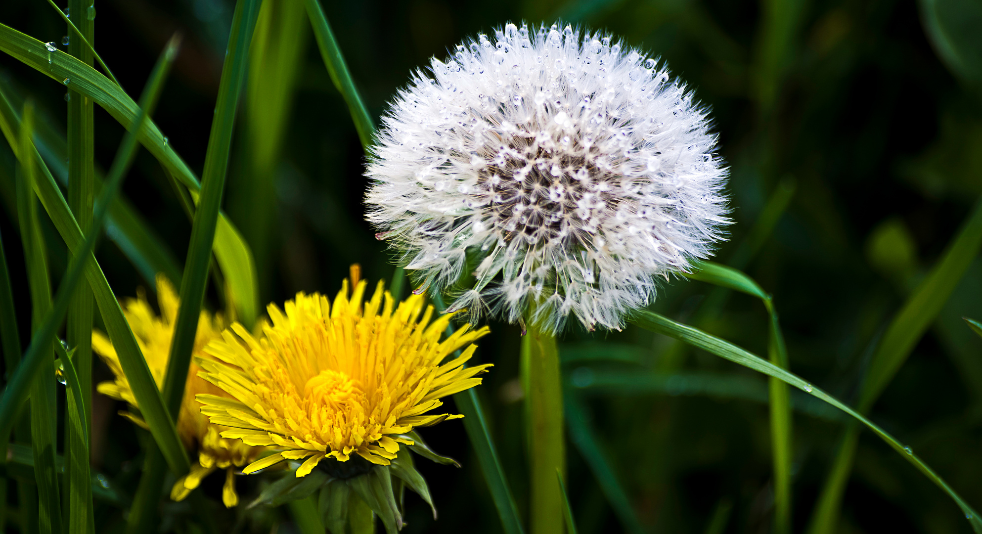 Pusteblume