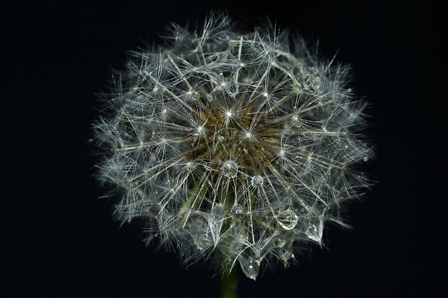 Pusteblume