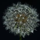 Pusteblume