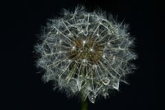 Pusteblume