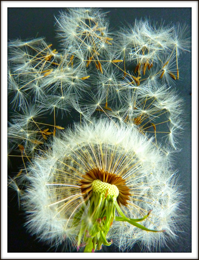 Pusteblume