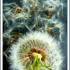 Pusteblume