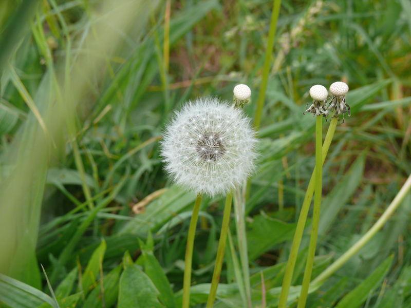 Pusteblume