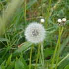 Pusteblume