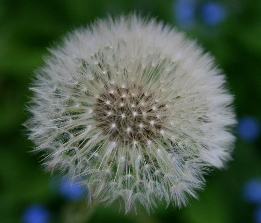 Pusteblume