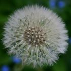 Pusteblume