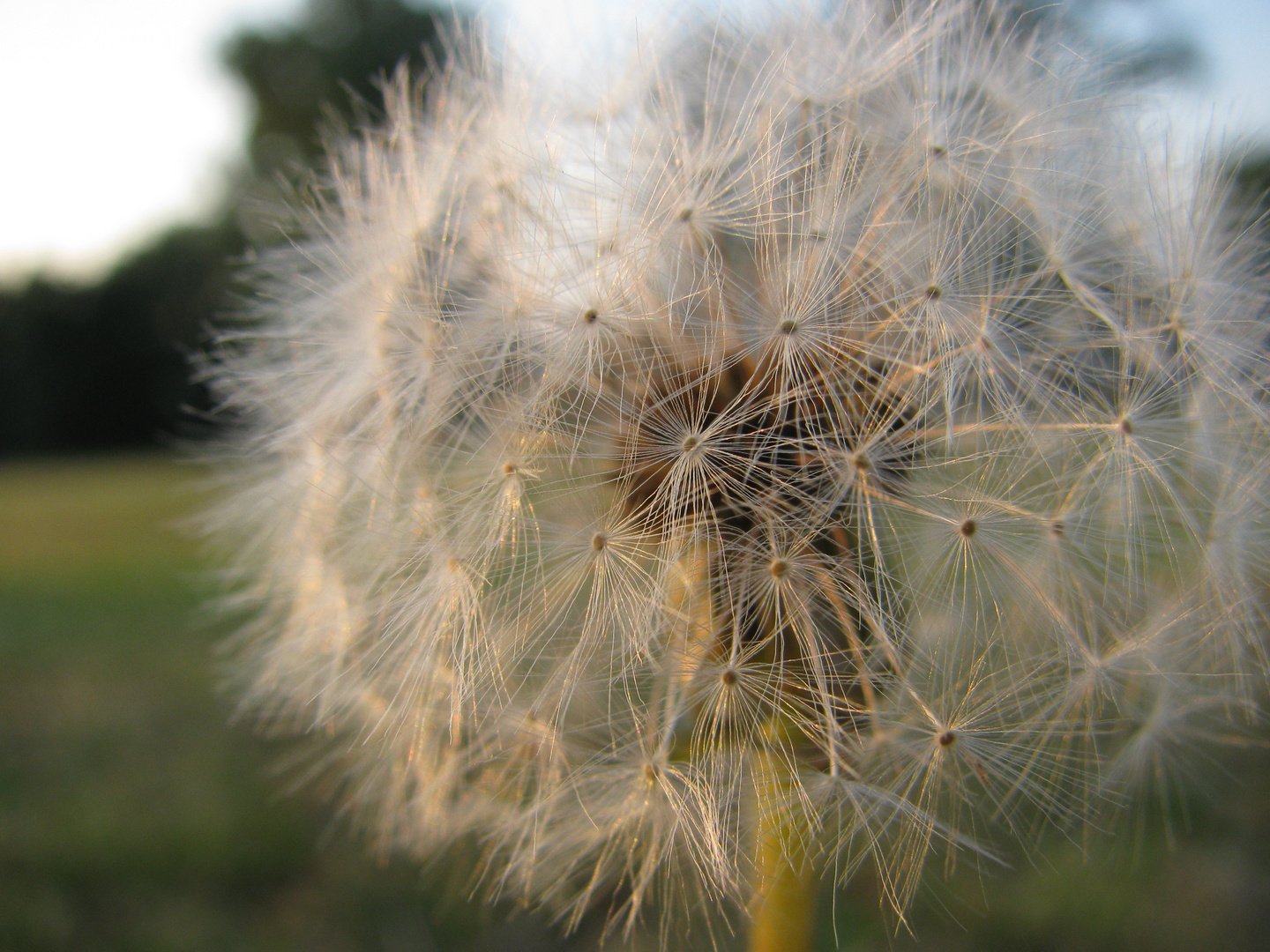 Pusteblume