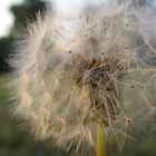 Pusteblume