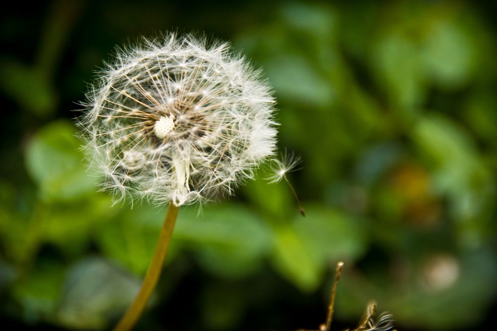 Pusteblume