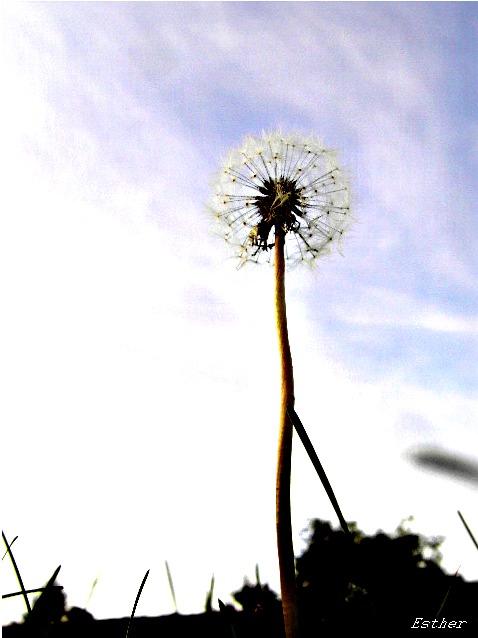 Pusteblume???