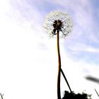 Pusteblume???