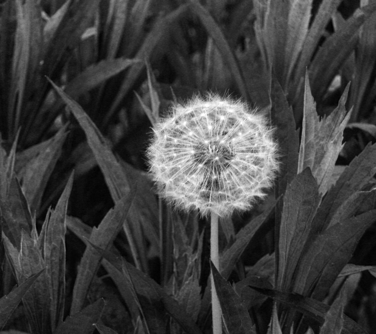 Pusteblume