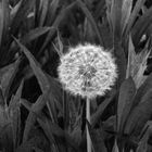 Pusteblume