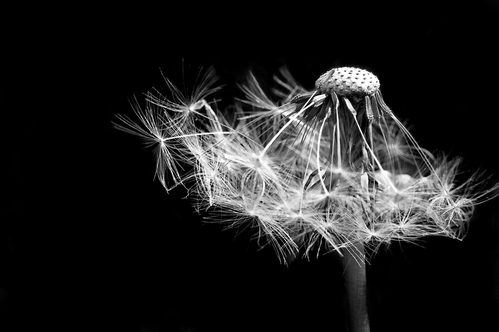 -[ Pusteblume ]-