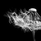 -[ Pusteblume ]-