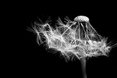 -[ Pusteblume ]-