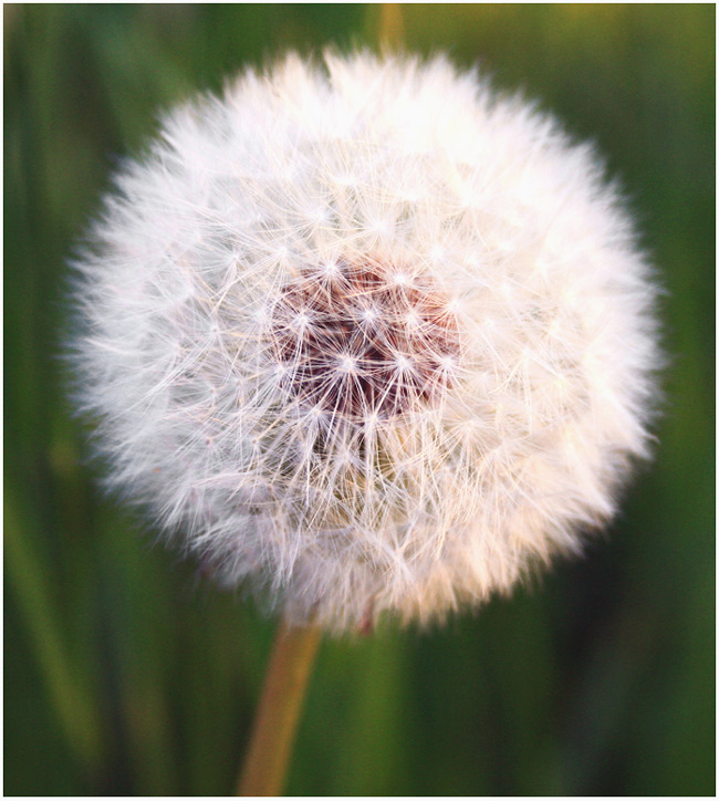 Pusteblume