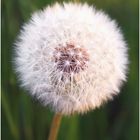 Pusteblume