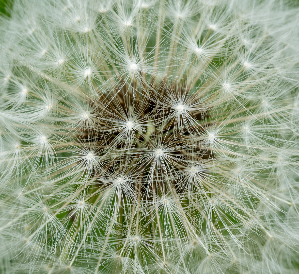 Pusteblume