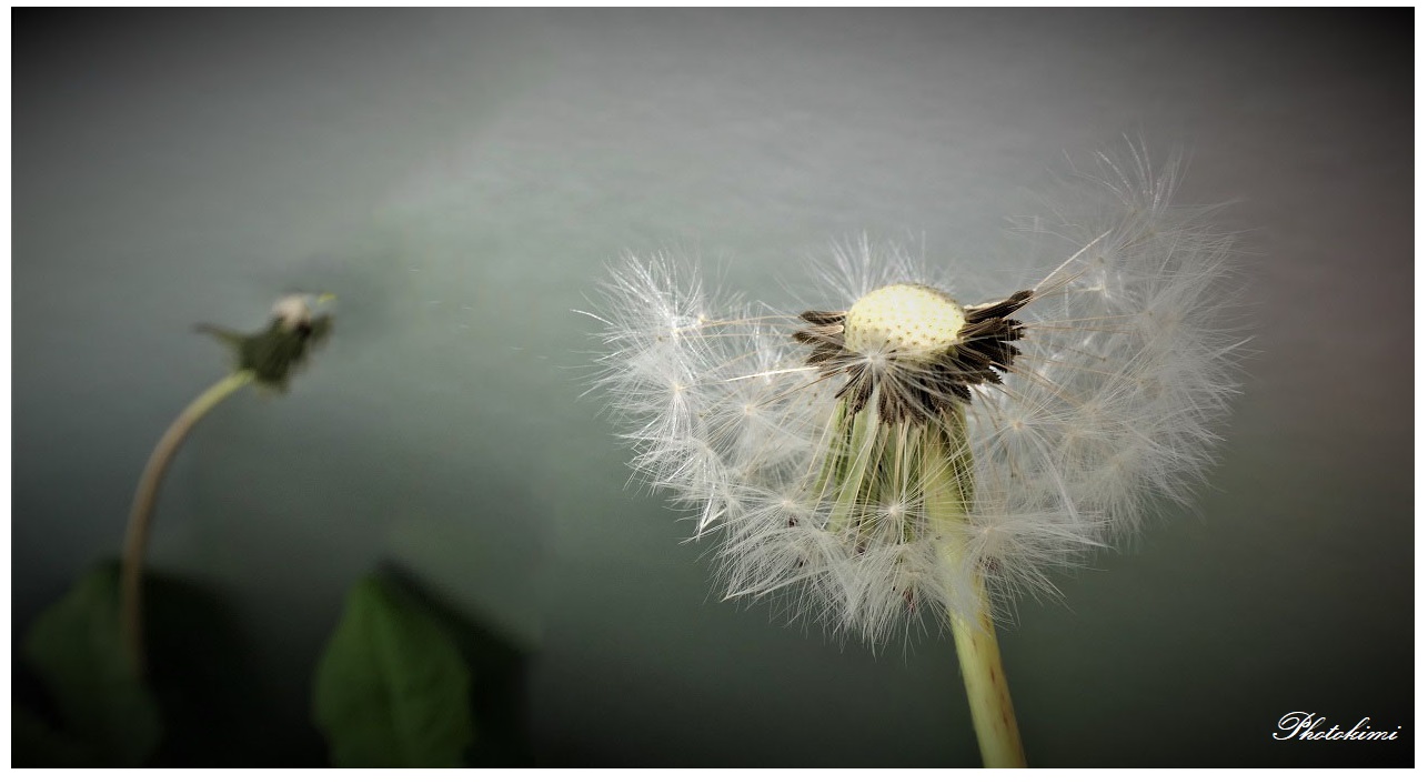 Pusteblume