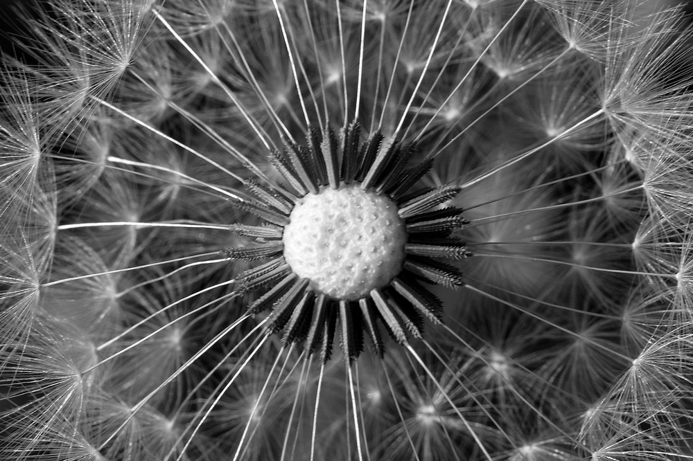 "Pusteblume"