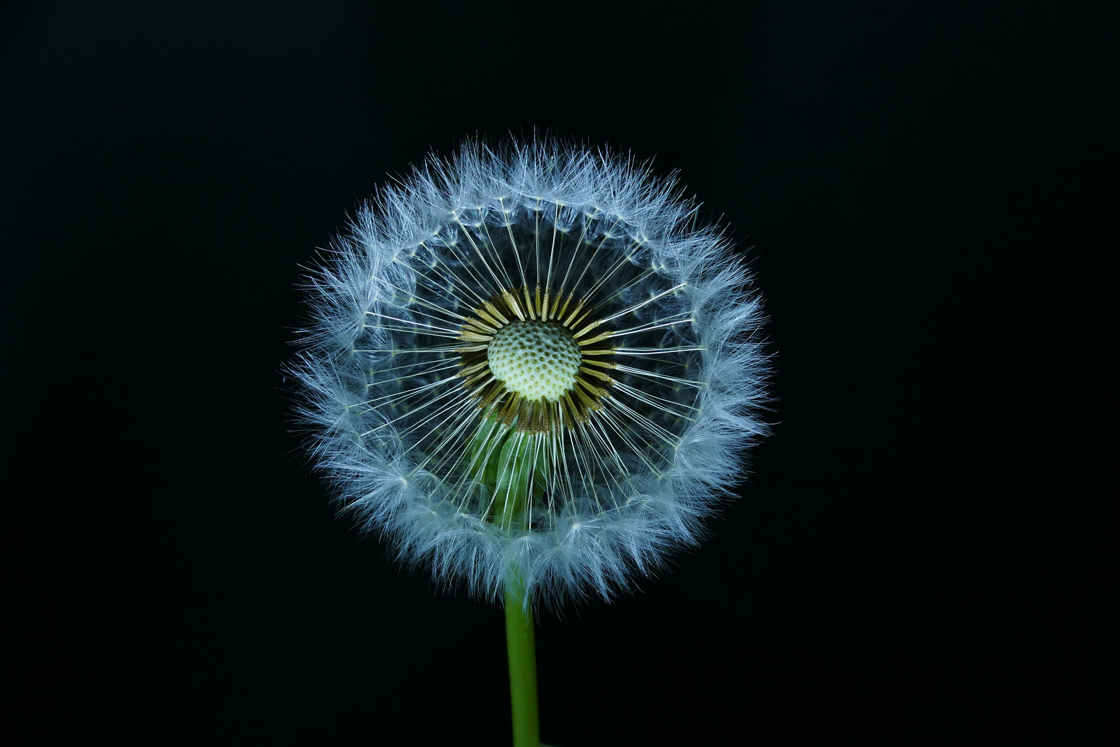 Pusteblume